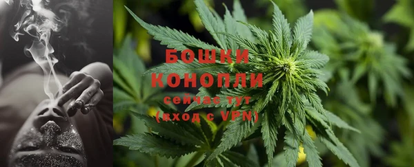 прущие грибы Аркадак
