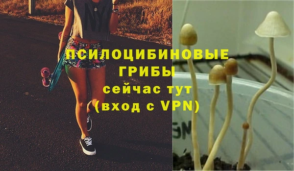 прущие грибы Аркадак
